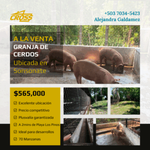 Granja de cerdos en Sonsonate en Excelentes Condiciones