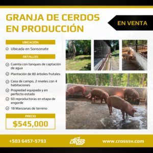 Granja de cerdos en Sonsonate en Excelentes Condiciones